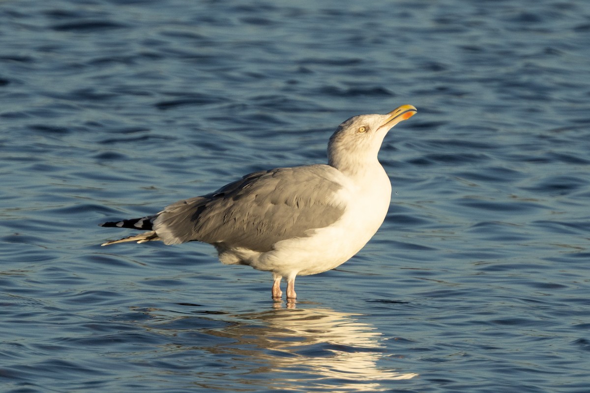 European Herring Gull - ML646696232