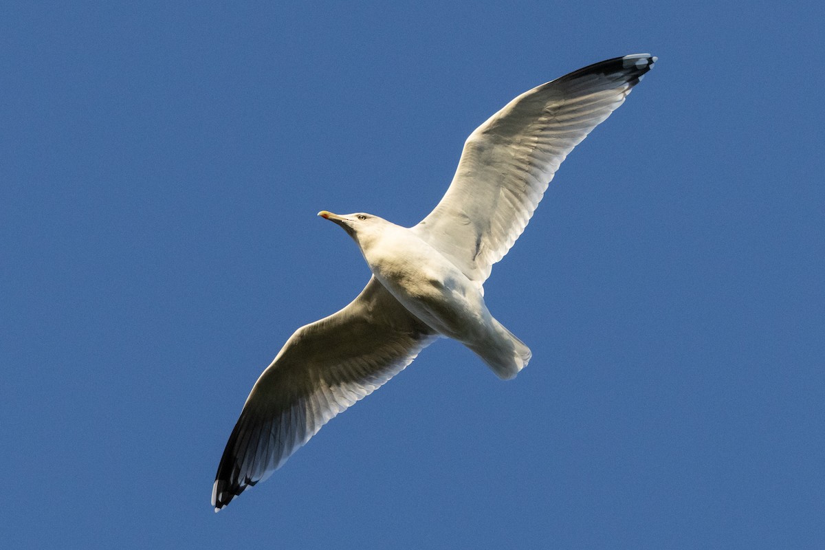 European Herring Gull - ML646696233