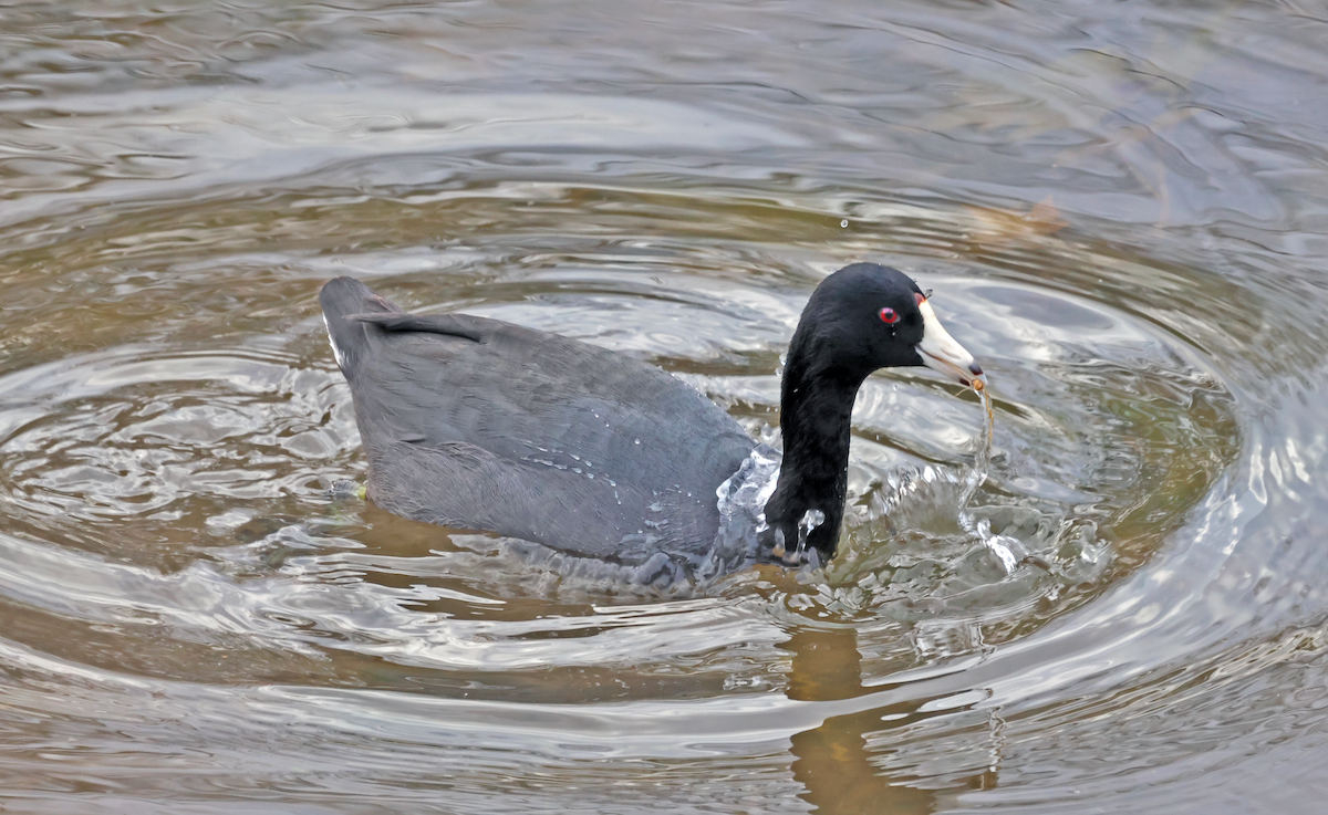 American Coot - ML646696234