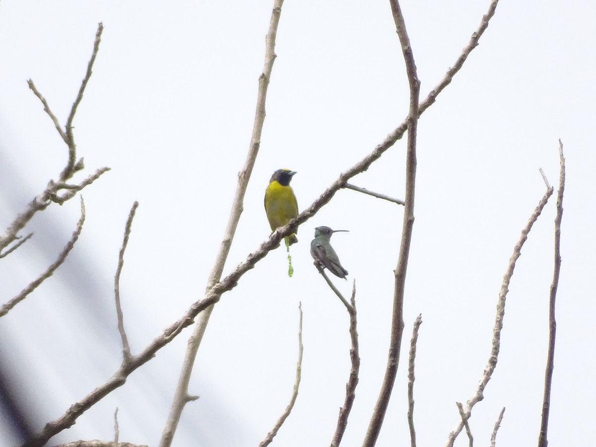 Purple-throated Euphonia - ML646696236