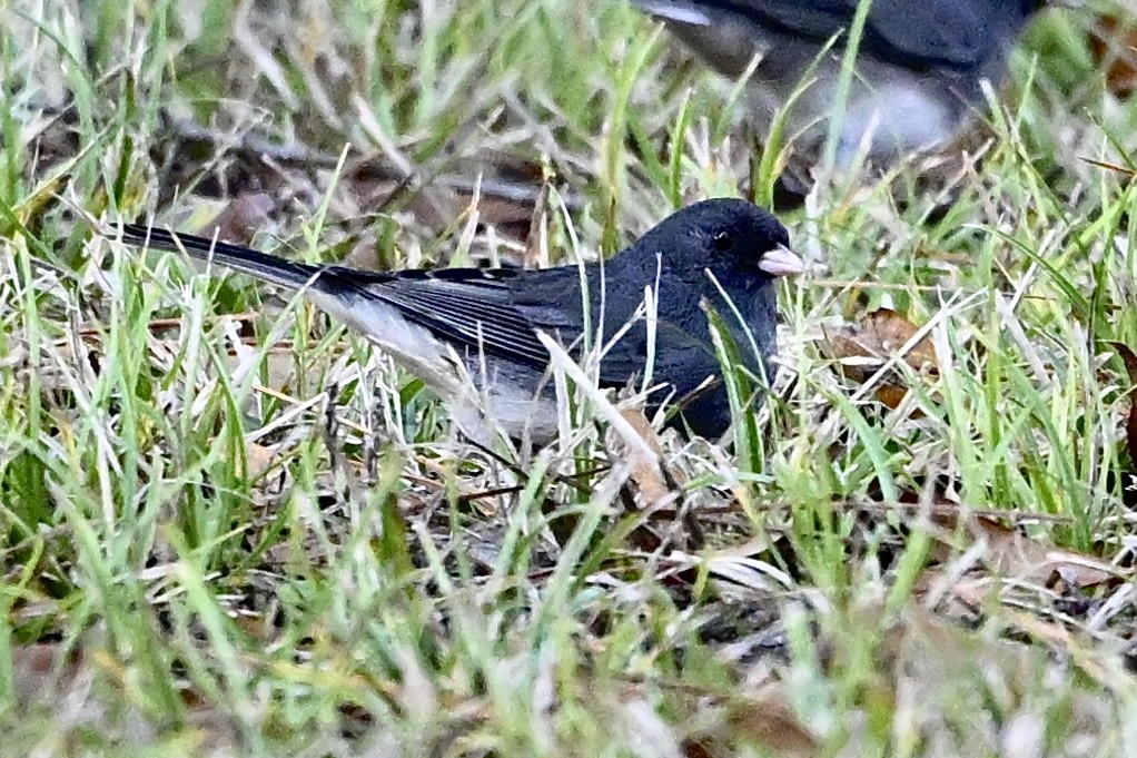 Dark-eyed Junco - ML646696237