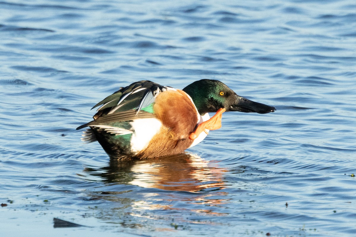 Northern Shoveler - ML646696240
