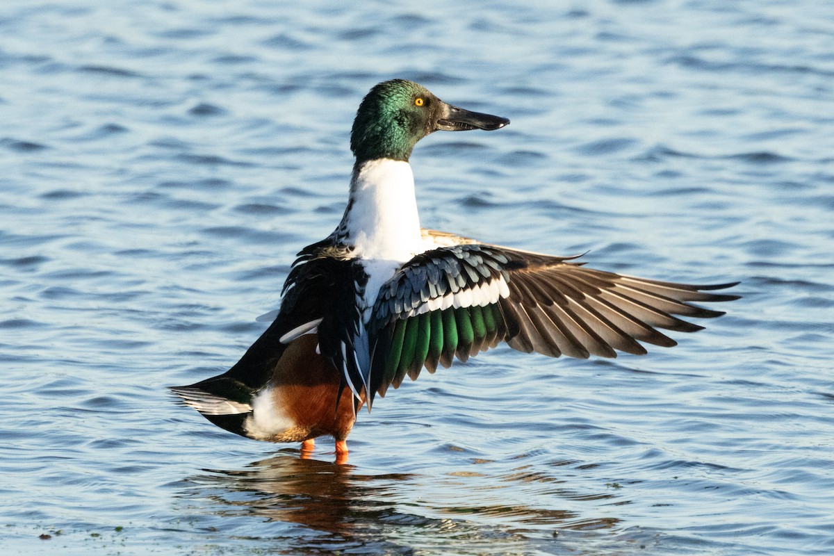 Northern Shoveler - ML646696242