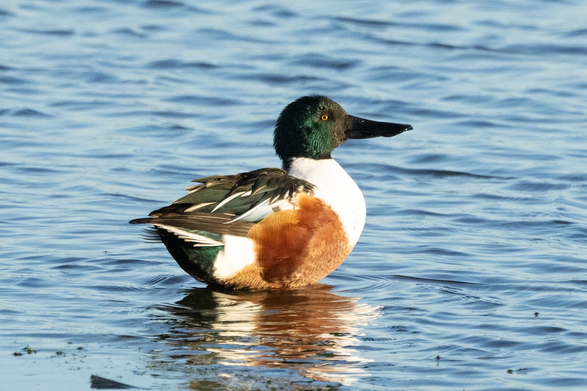 Northern Shoveler - ML646696245