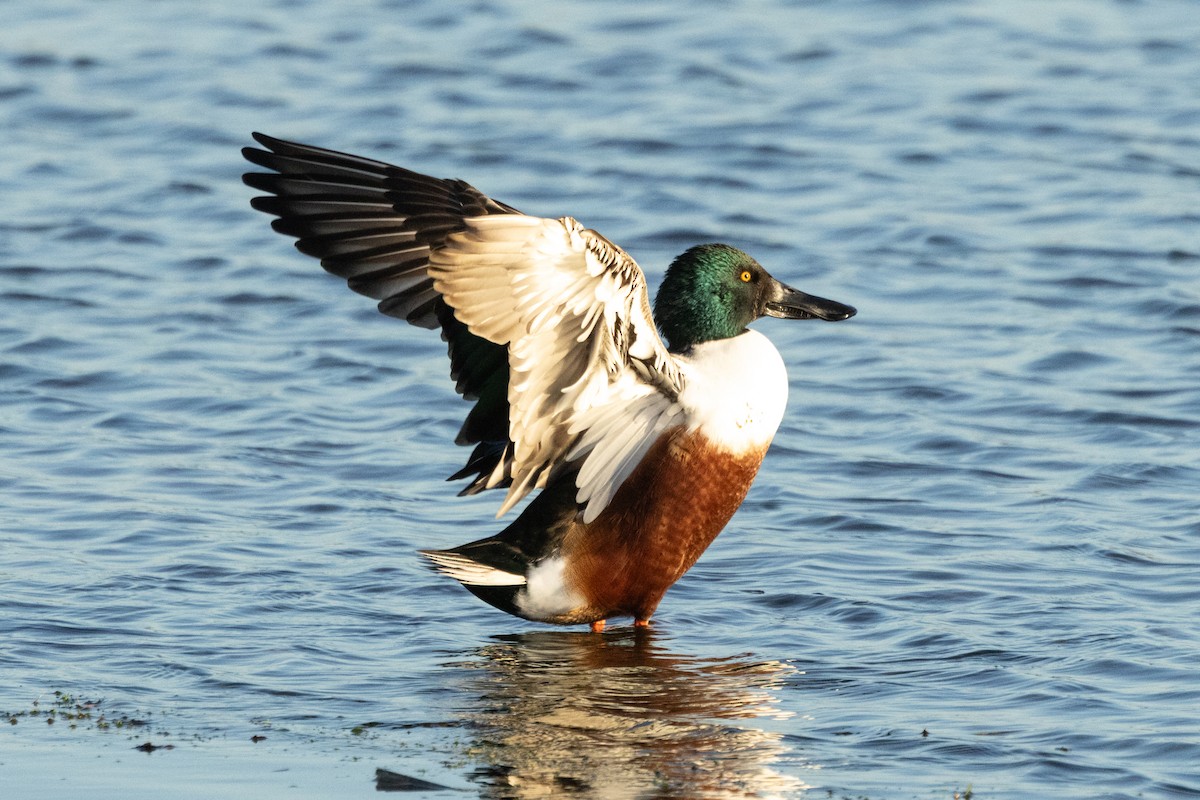 Northern Shoveler - ML646696250