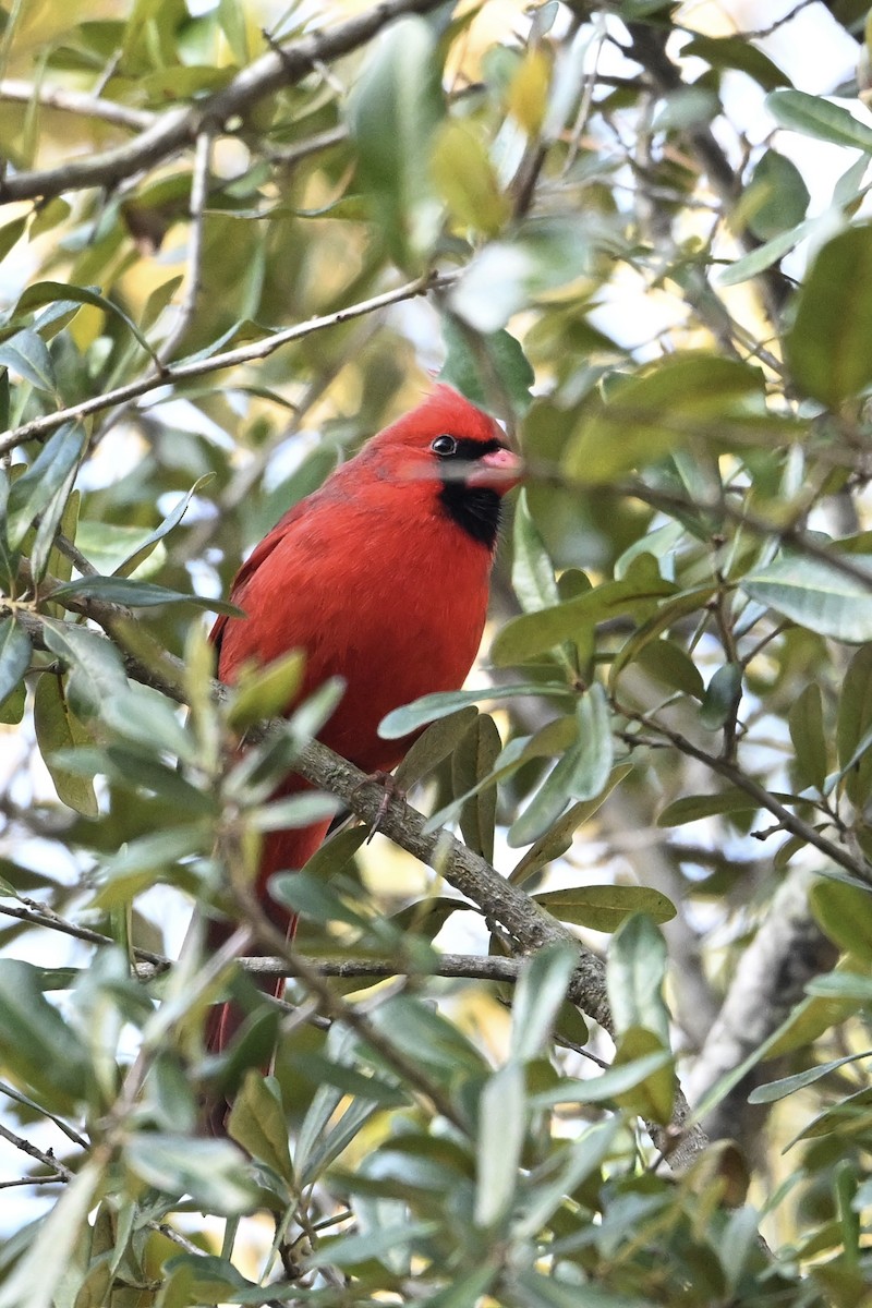 Northern Cardinal - ML646696255