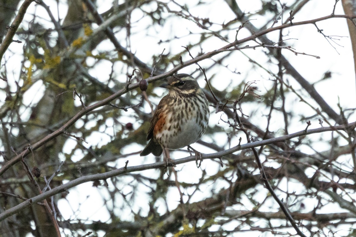 Redwing - ML646696258