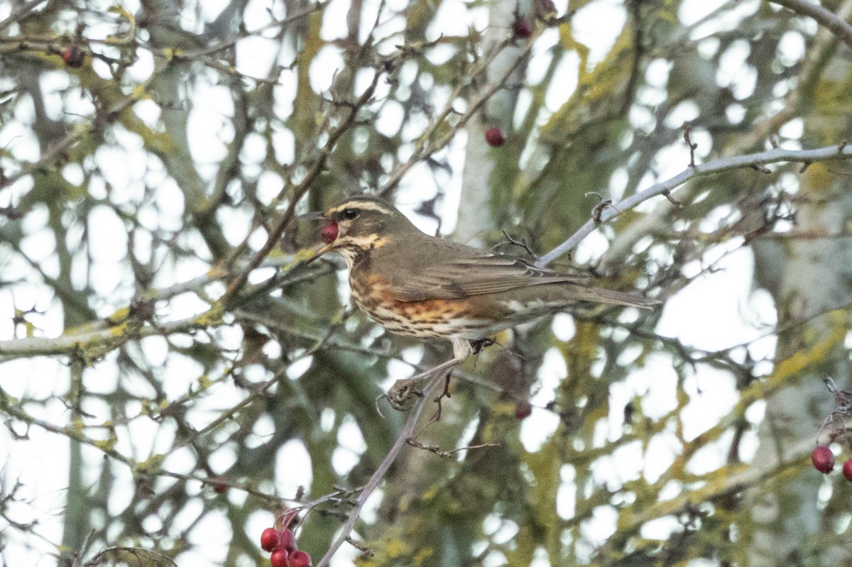 Redwing - ML646696259