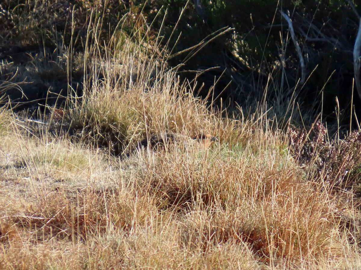 ヨーロッパヤマウズラ - ML646696260