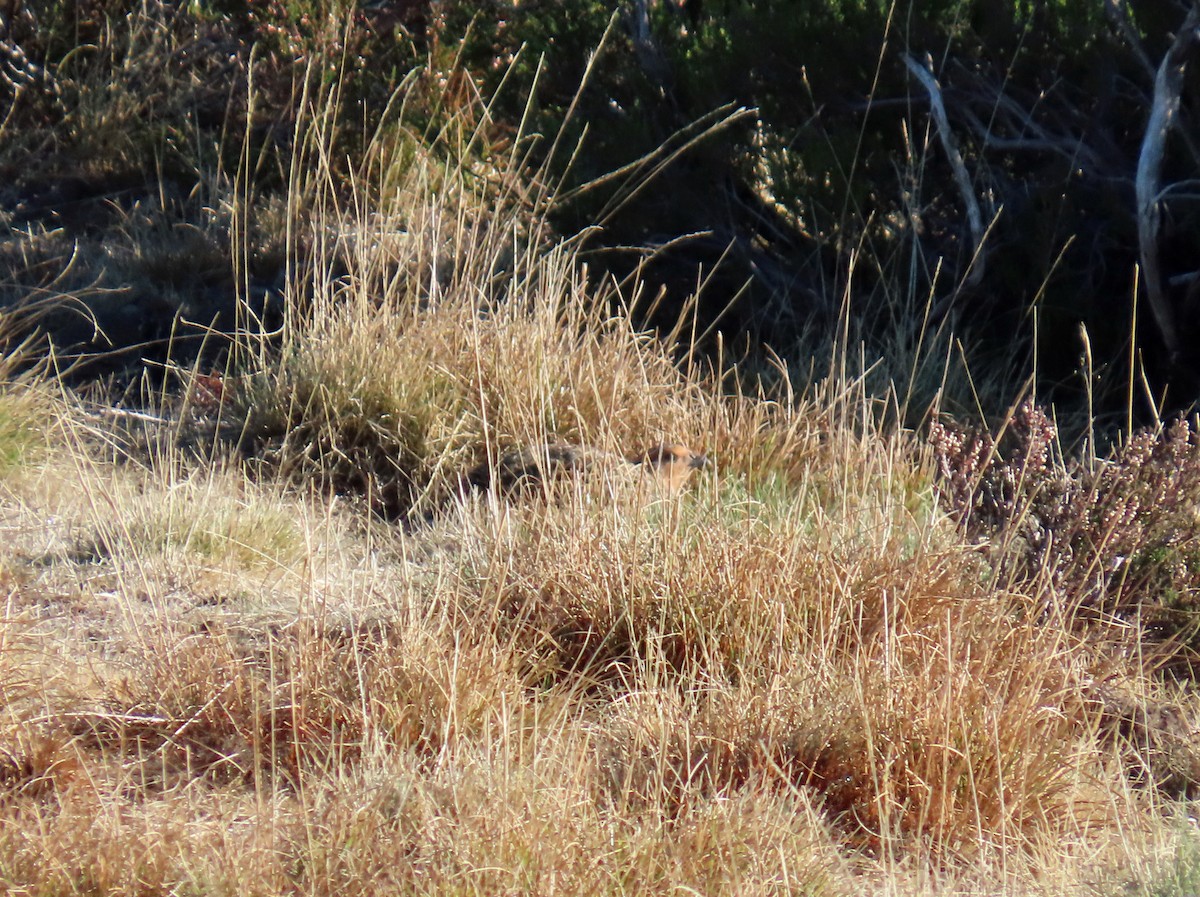 ヨーロッパヤマウズラ - ML646696261