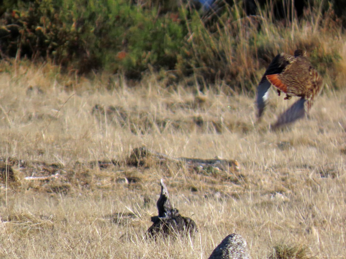 ヨーロッパヤマウズラ - ML646696262