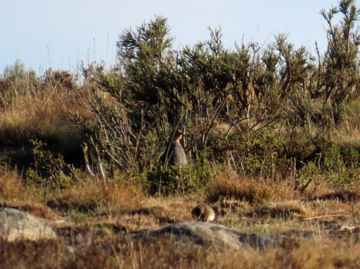 ヨーロッパヤマウズラ - ML646696263