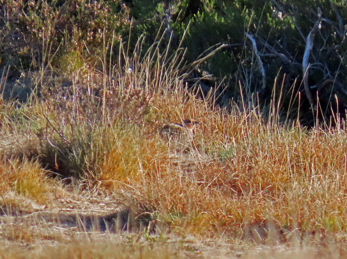 ヨーロッパヤマウズラ - ML646696265