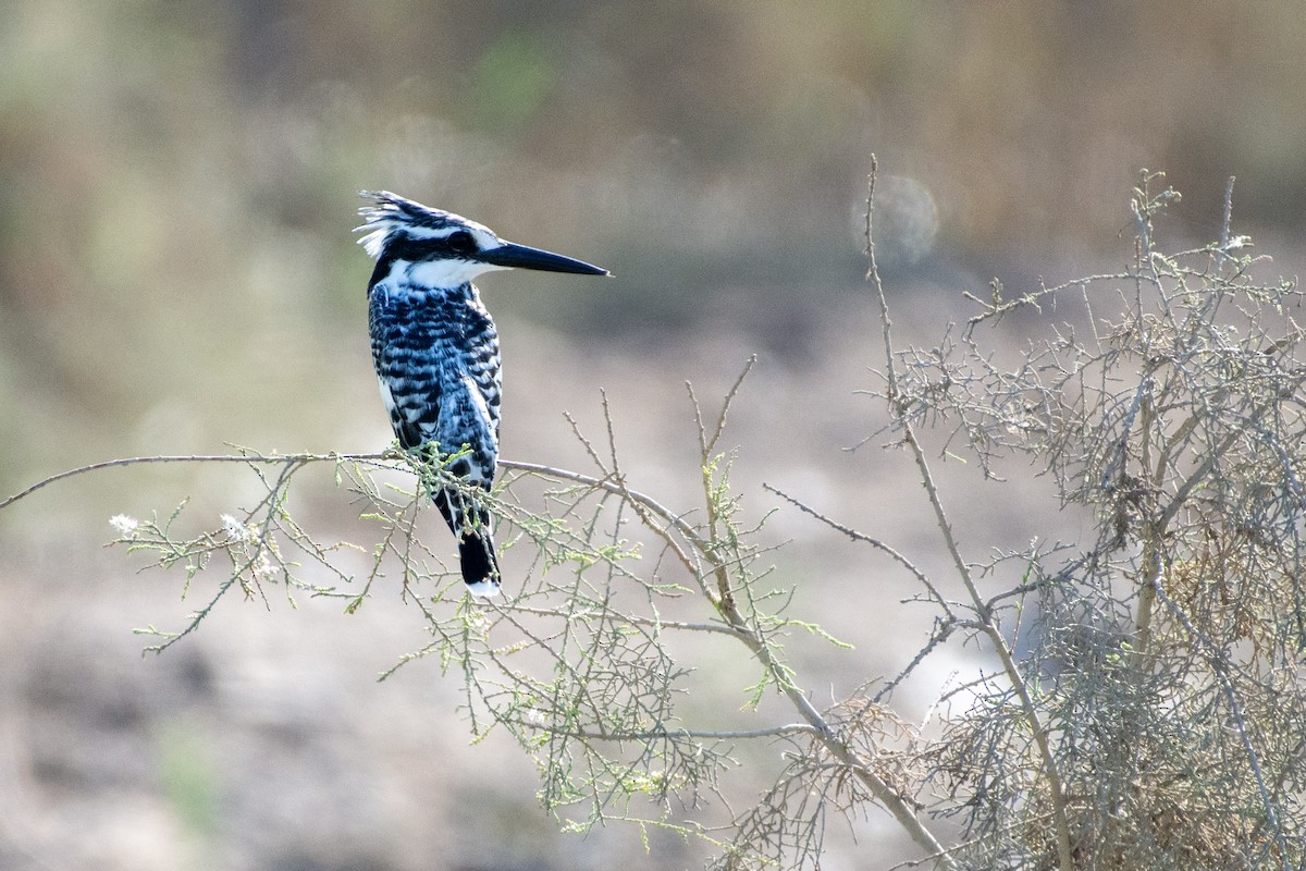 Martin pescatore bianconero - ML646696266