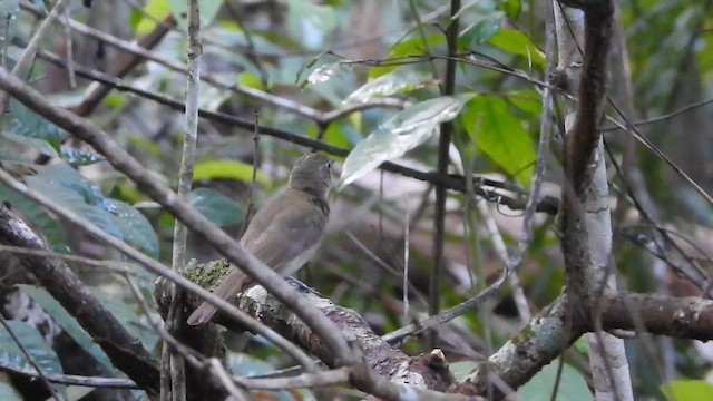 Pale-bellied Tyrant-Manakin - ML646696267