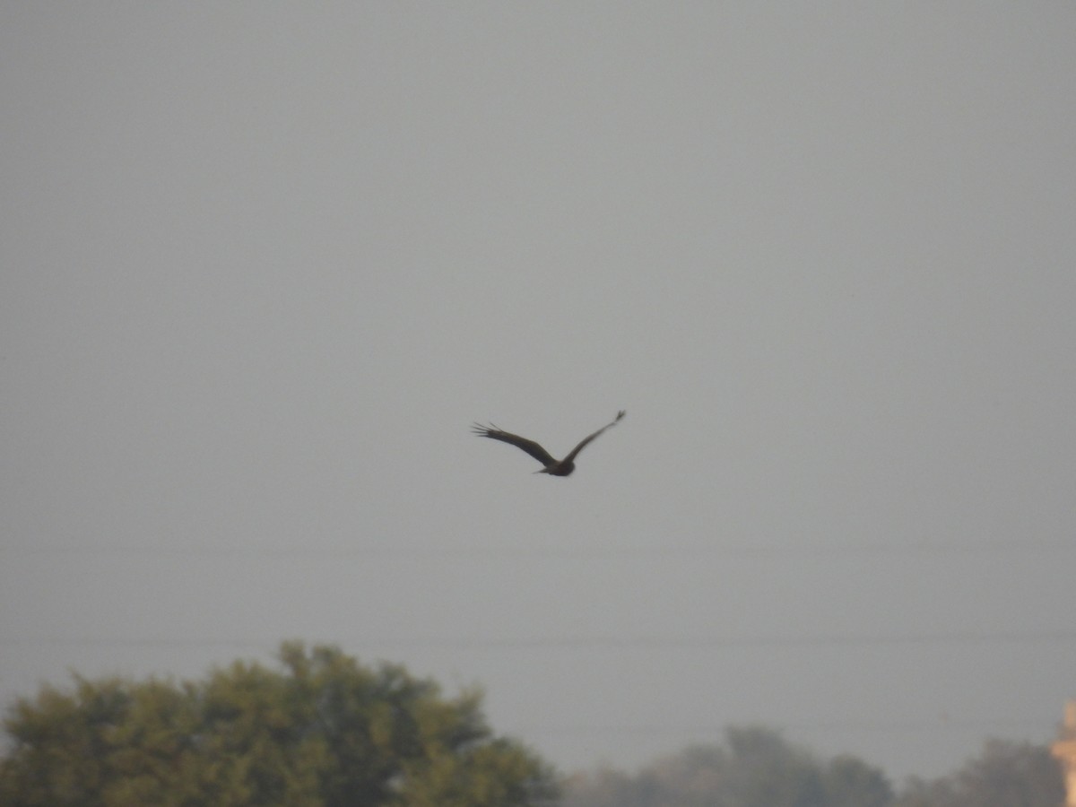 ヨーロッパチュウヒ - ML646696268