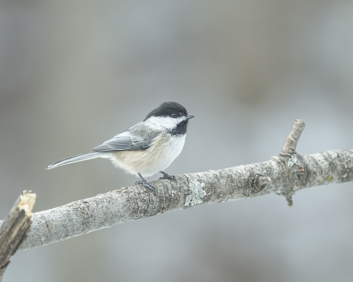 Black-capped Chickadee - ML646696270