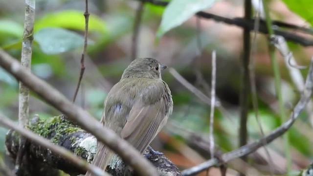 Pale-bellied Tyrant-Manakin - ML646696271