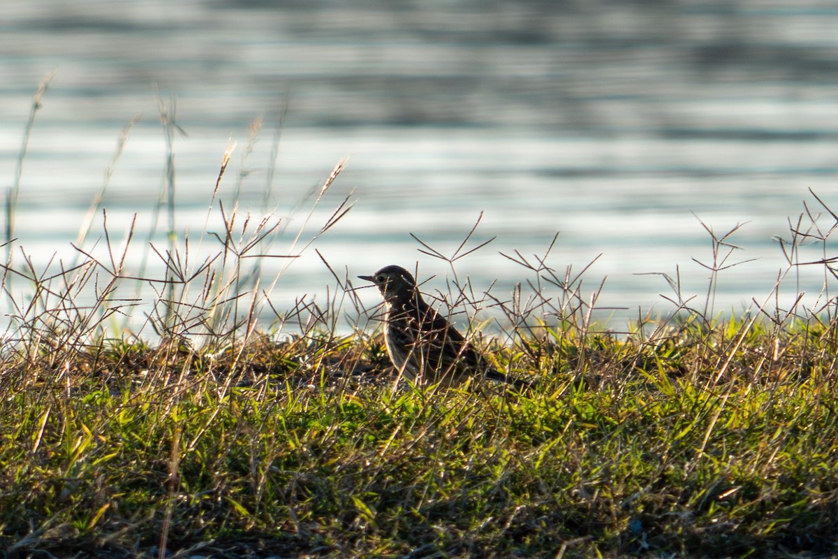 Amerikapieper - ML646696273