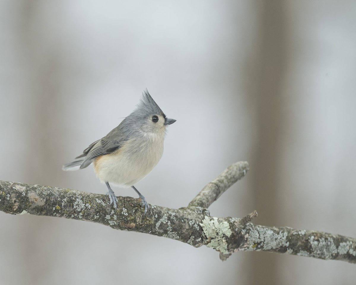 Tufted Titmouse - ML646696274
