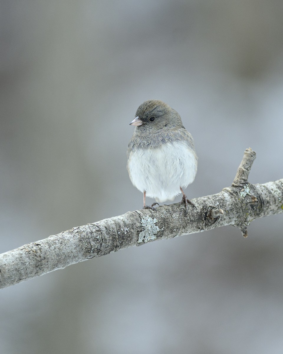 Dark-eyed Junco - ML646696277