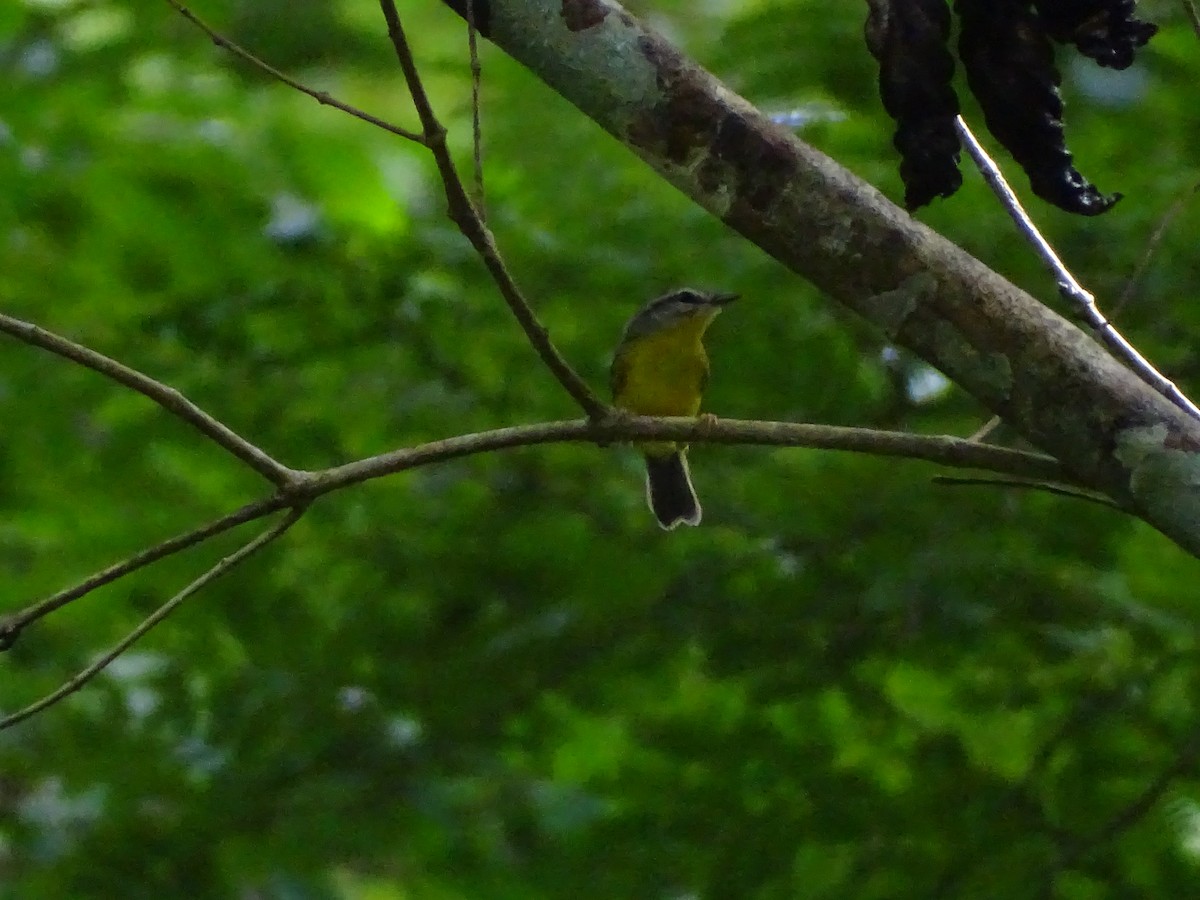 Golden-crowned Warbler - ML646696295