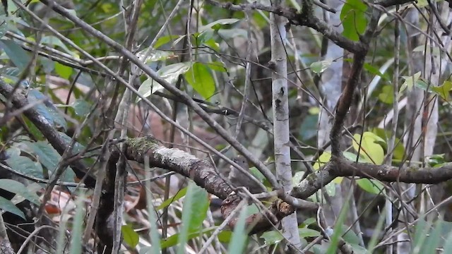 Pale-bellied Tyrant-Manakin - ML646696296