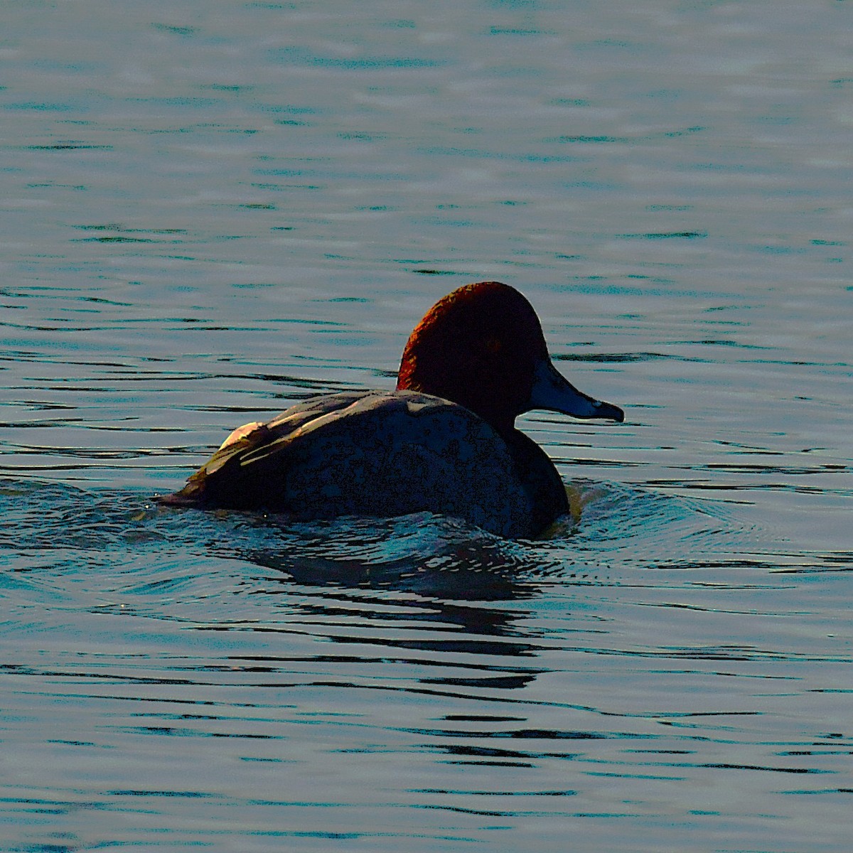 Redhead - ML646696303