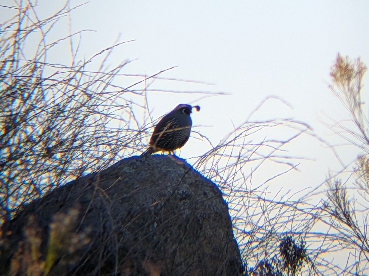 California Quail - ML646696308