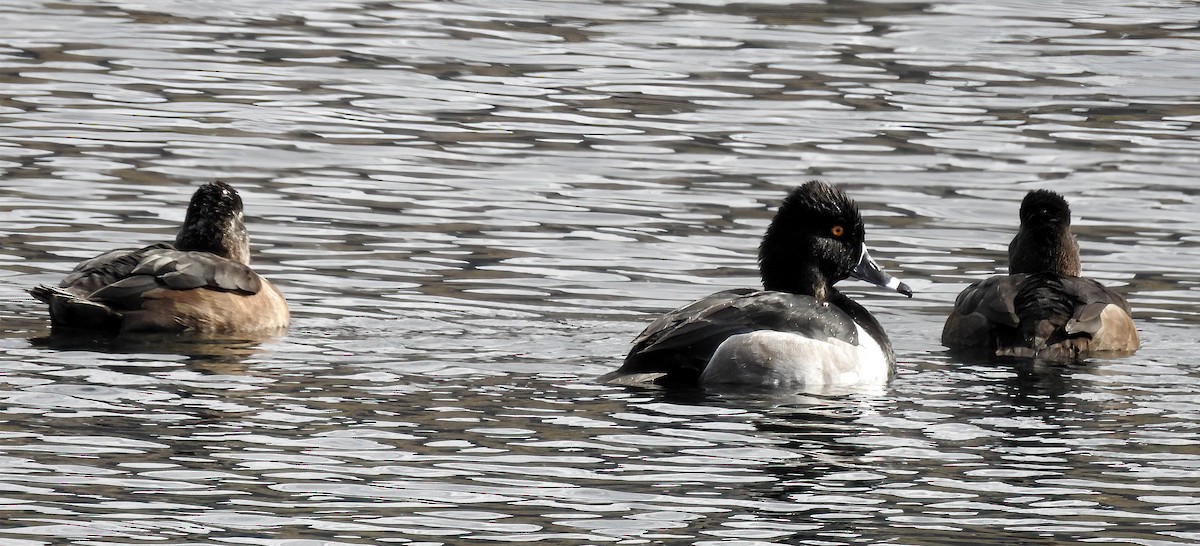 Murgilari lepokoduna - ML646696318