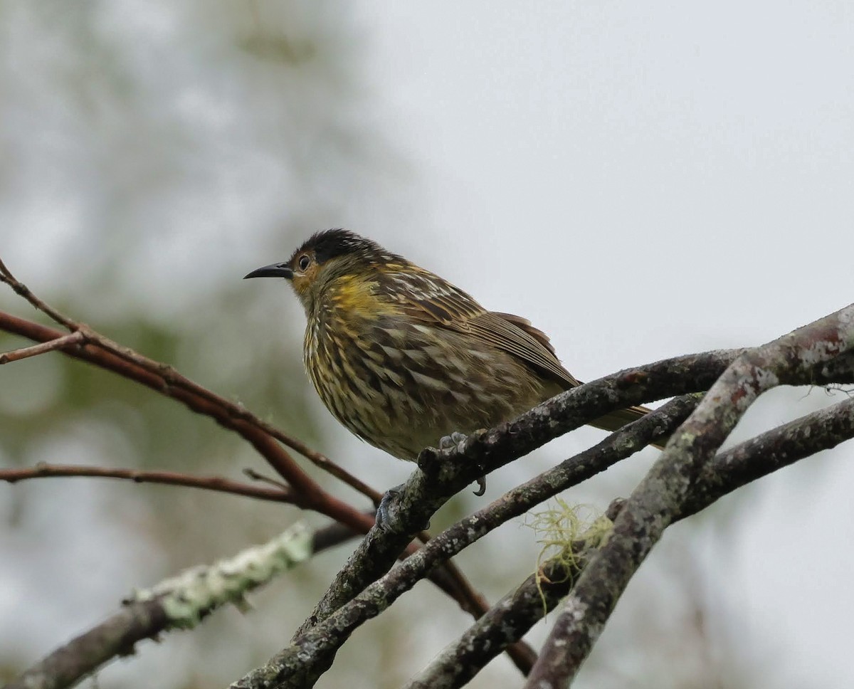 Macleay's Honeyeater - ML646696319