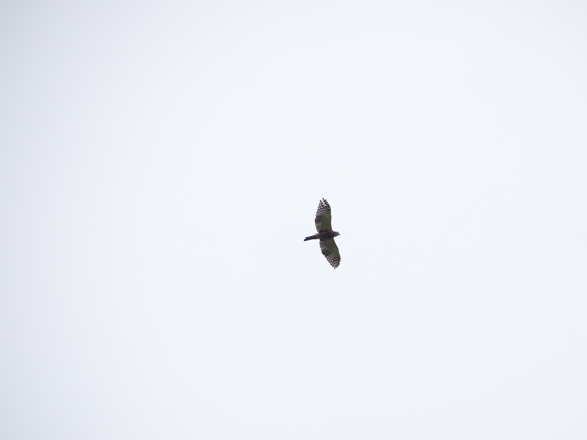 Double-toothed Kite - ML646696320