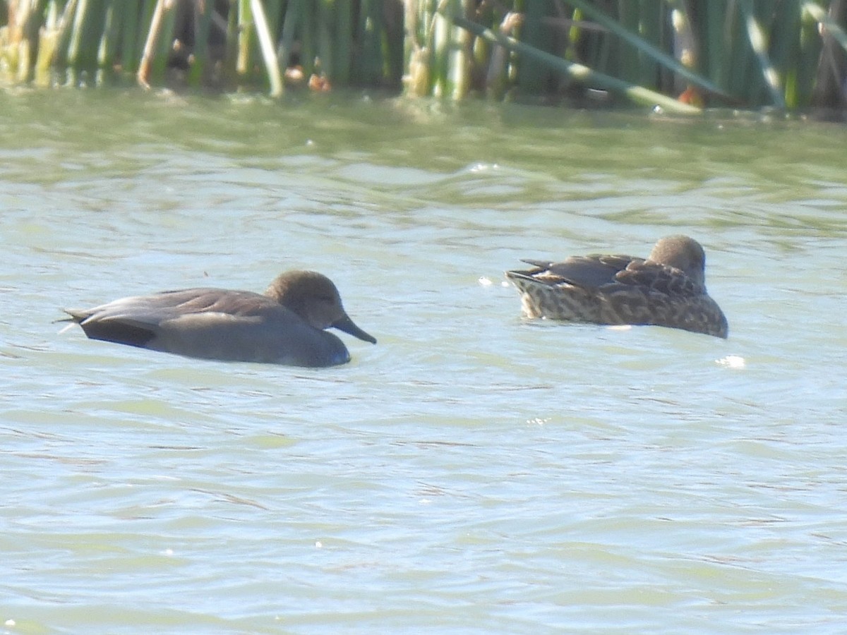 Boz Ördek - ML646696323