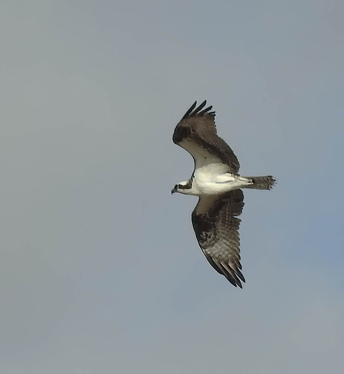 Arrano arrantzalea - ML646696324