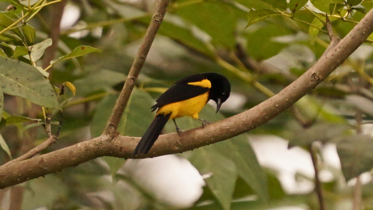 Black-cowled Oriole - ML646696326
