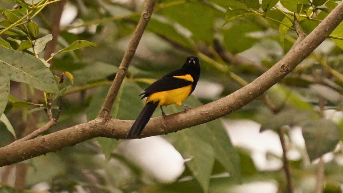 Black-cowled Oriole - ML646696329