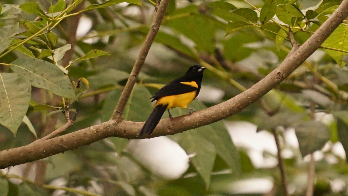 Black-cowled Oriole - ML646696330
