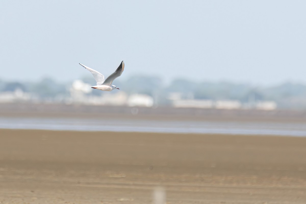 Antxeta mokozorrotza - ML646696331