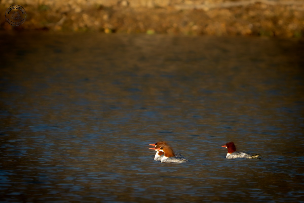 Common Merganser - ML646696332