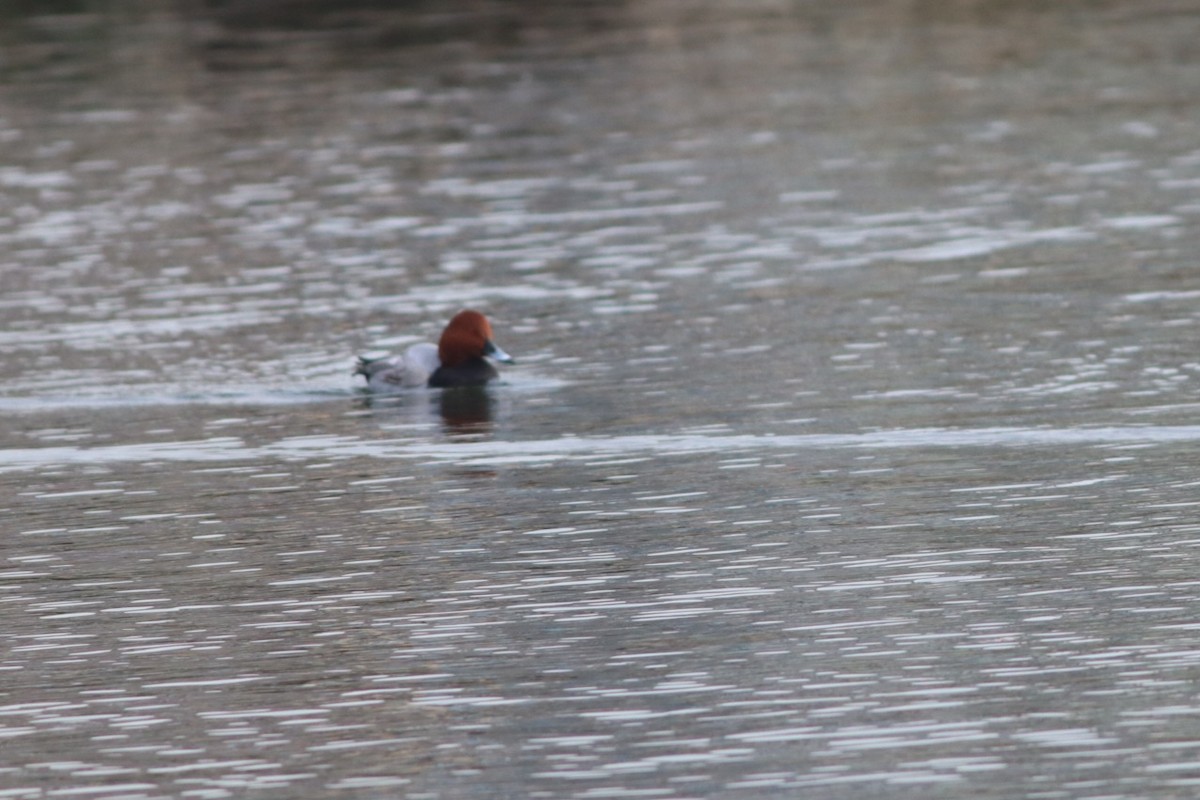 Murgilari arrunta - ML646696334