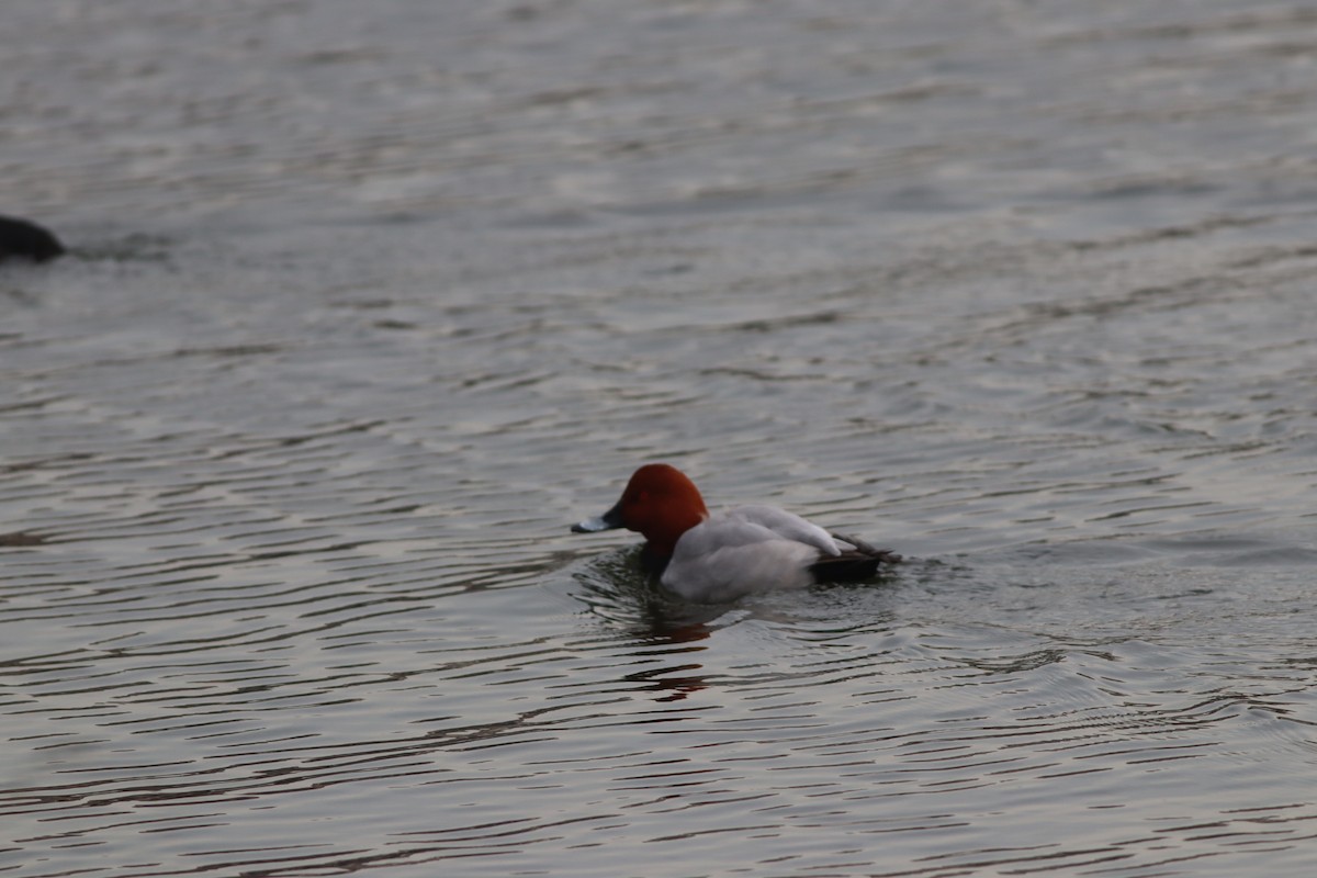 Murgilari arrunta - ML646696335