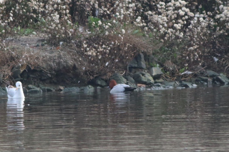 Murgilari arrunta - ML646696336