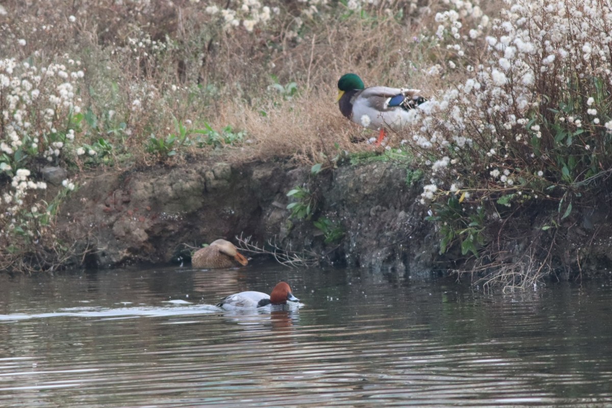 Murgilari arrunta - ML646696337