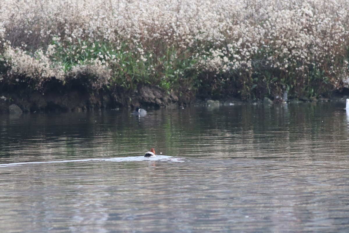 Murgilari arrunta - ML646696339