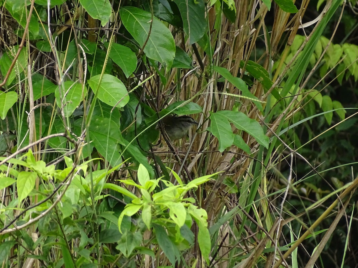 Black-striped Sparrow - ML646696342