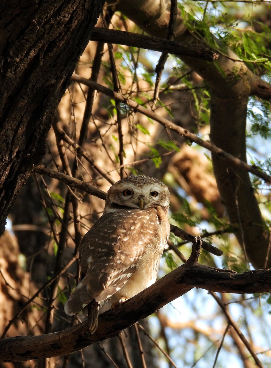 インドコキンメフクロウ - ML646696343