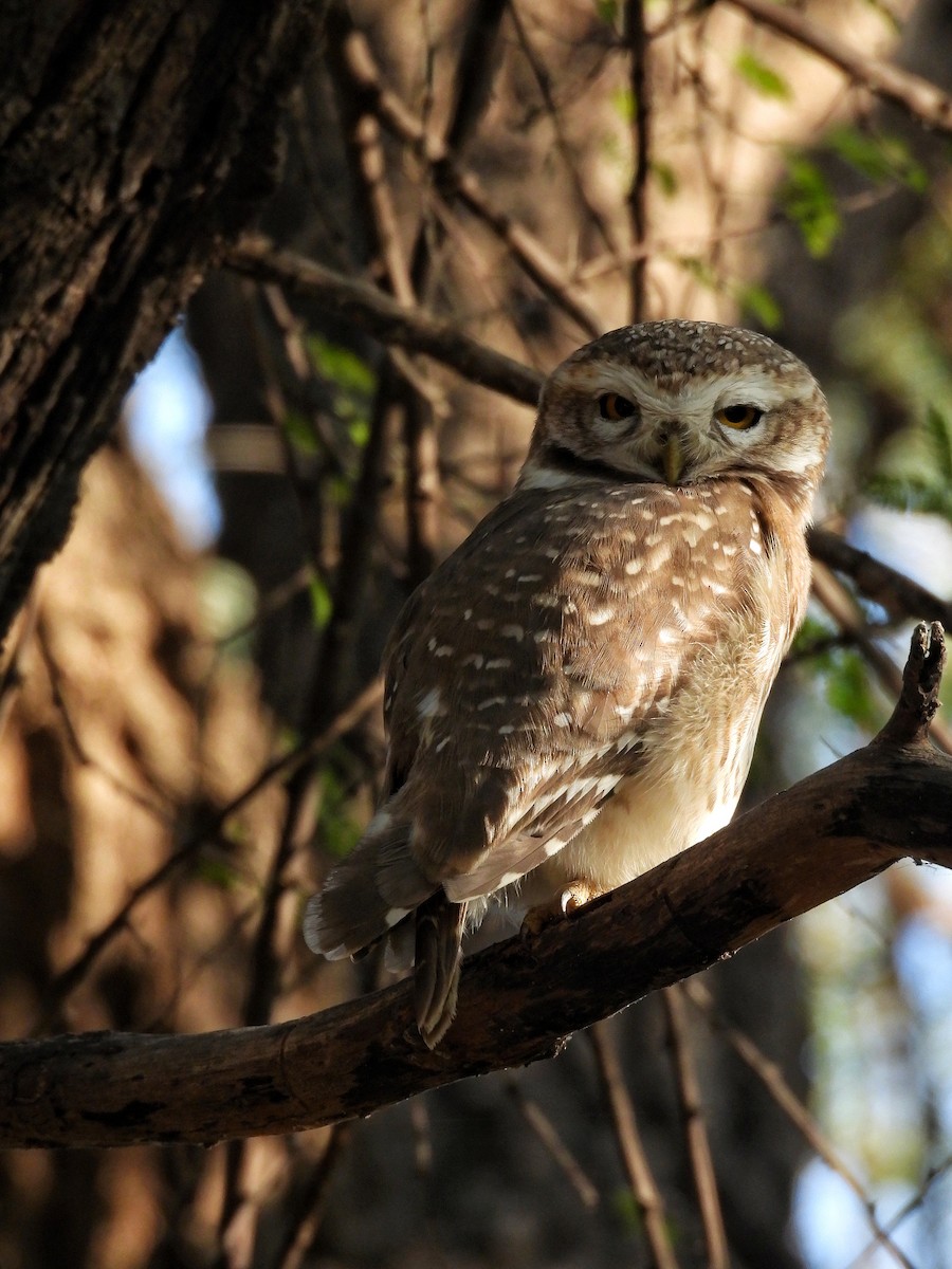 インドコキンメフクロウ - ML646696344