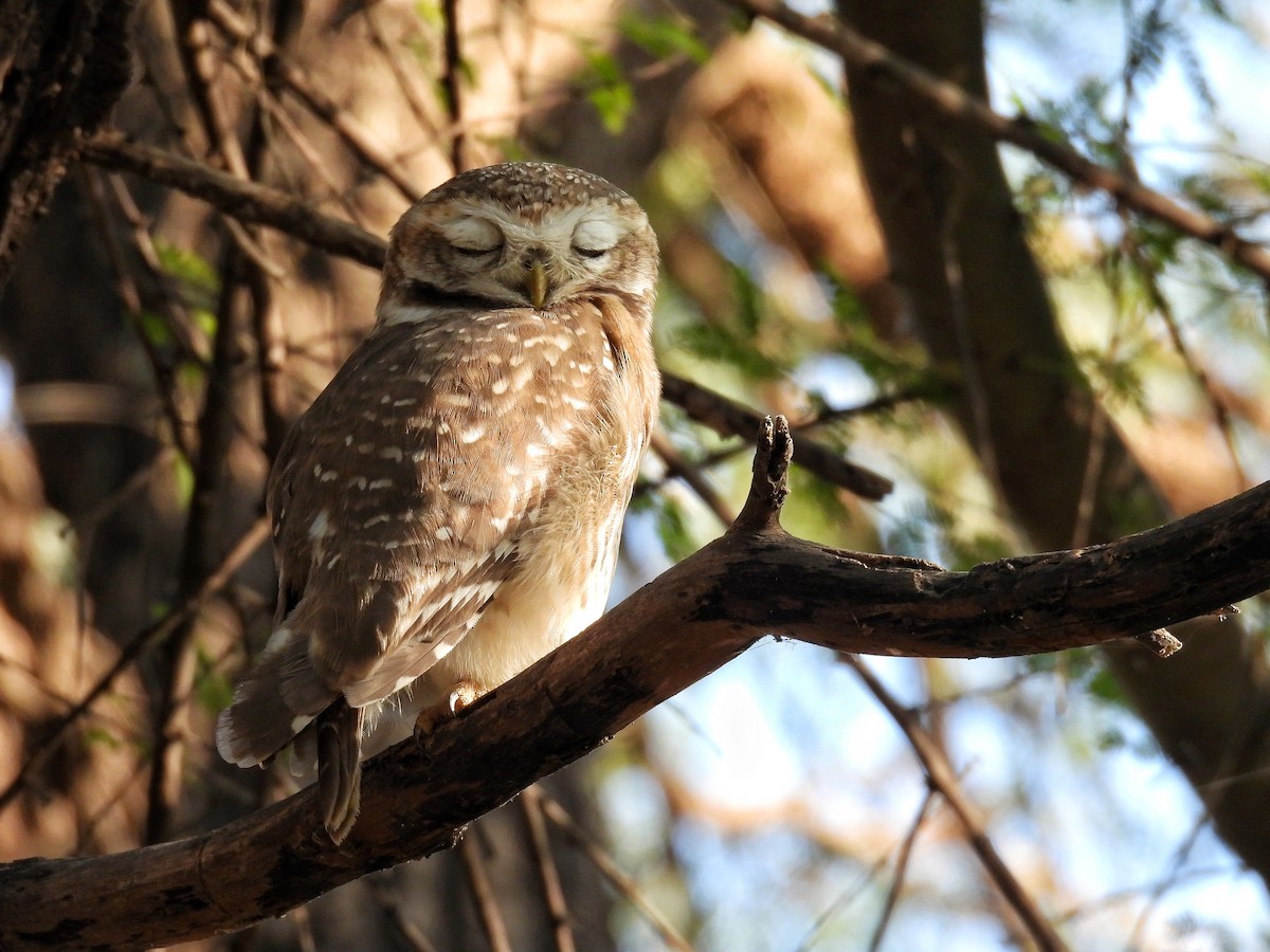 インドコキンメフクロウ - ML646696345