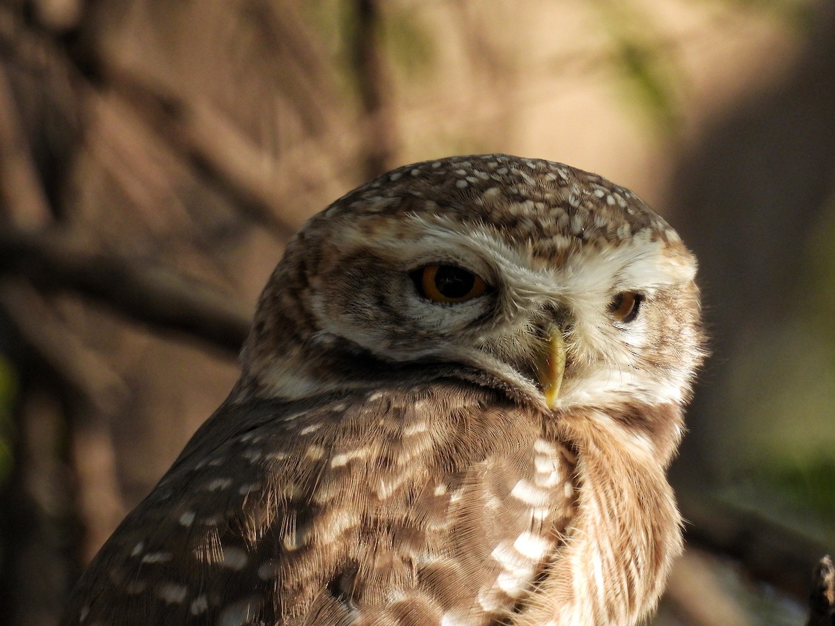 インドコキンメフクロウ - ML646696346