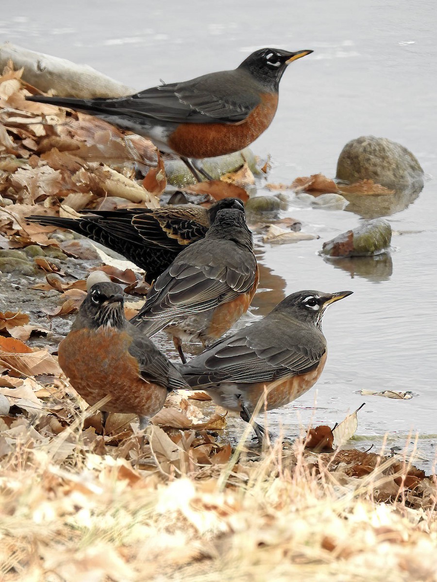 Zozo papargorria - ML646696347